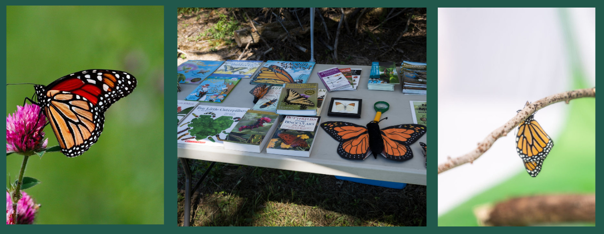Butterfly Bonanza